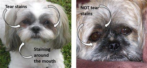 shih-tzu-tear-stains